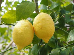 два лимона на дереве