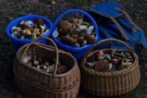 корзины с лесными грибочками и синий рюкзак туриста