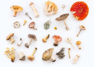 разные виды грибов на белом столе