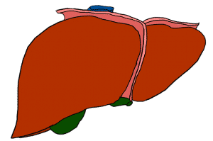 иллюстрация органа печени