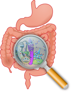 иллюстрация пищеварения человека с картинками разных бактерий под увеличительным стеклом