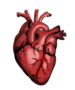 иллюстрация органа сердца