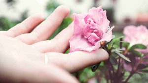 рука, держащая розовую розу
