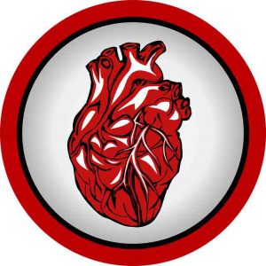 иллюстрация органа сердца человека