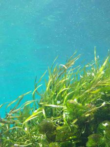 морские водоросли под водой