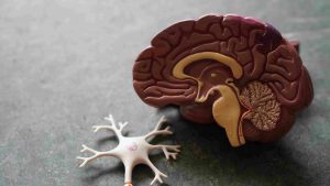 макет мозга человека