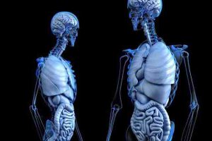 иллюстрация скелетов и внутренних органов двух людей