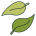 зелень продукты листики