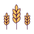 злаки пшеница