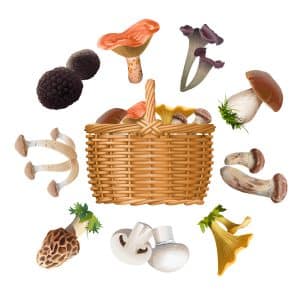 картинка разнообразия разных сортов грибов вокруг корзины и внутри